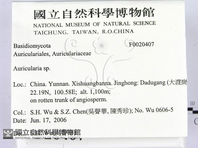 木耳屬藏品圖，第2張