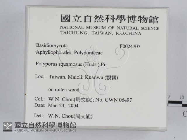 寬鱗多孔菌藏品圖，第2張