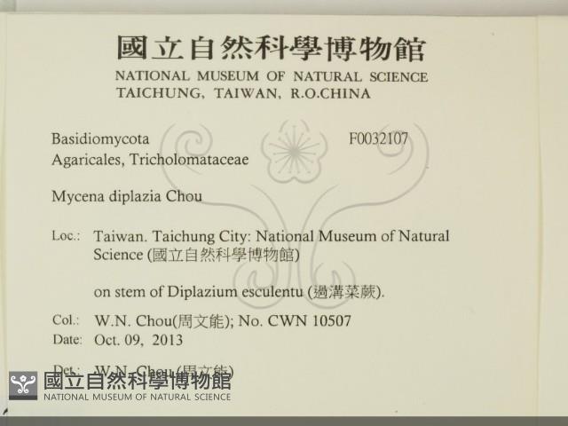 雙蓋蕨小菇藏品圖，第2張