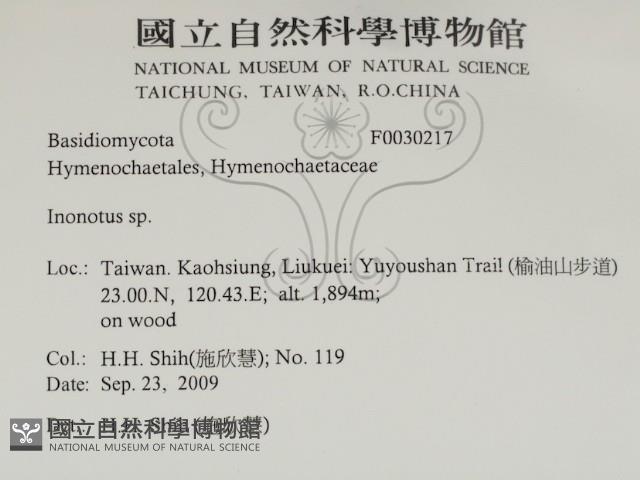 纖孔菌屬藏品圖，第2張