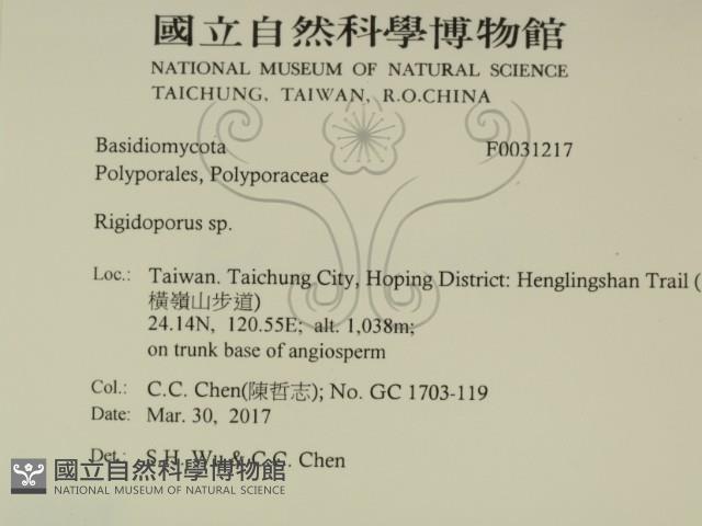 硬孔菌屬藏品圖，第2張