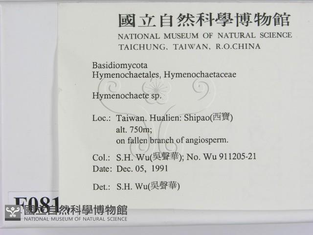 刺革菌屬藏品圖，第2張