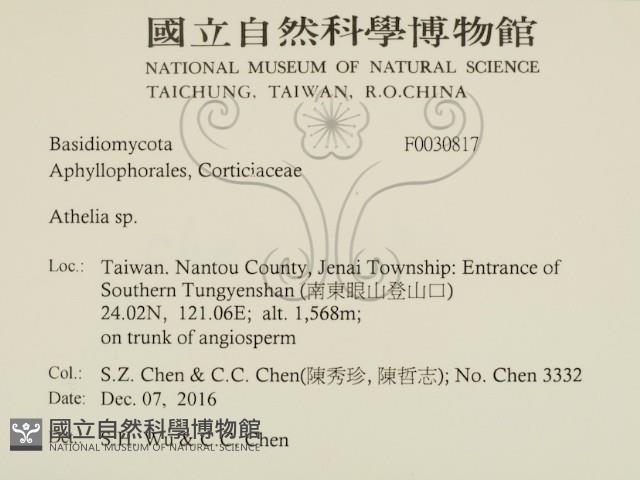 阿太菌屬藏品圖，第2張