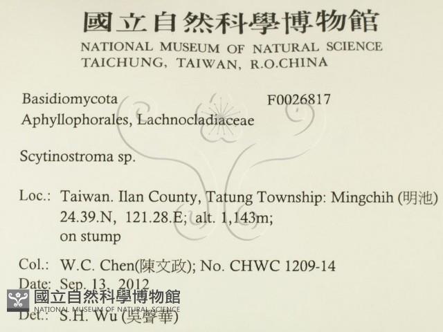 革墊菌屬藏品圖，第2張