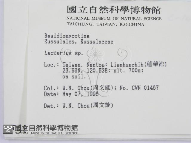 乳菇屬藏品圖，第2張