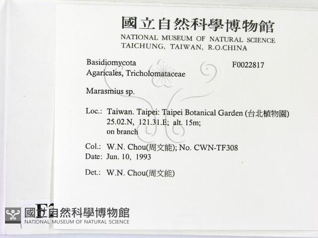 小皮傘屬藏品圖，第2張