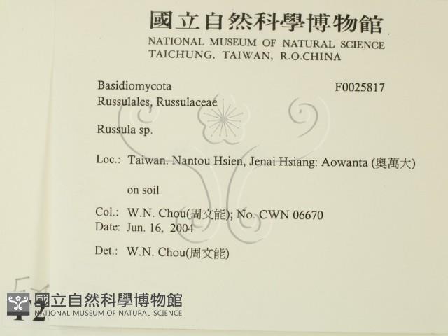 紅菇屬藏品圖，第2張