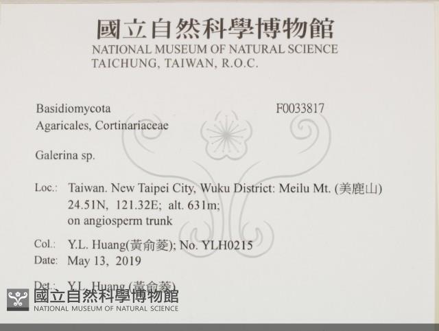 盔孢傘屬藏品圖，第2張