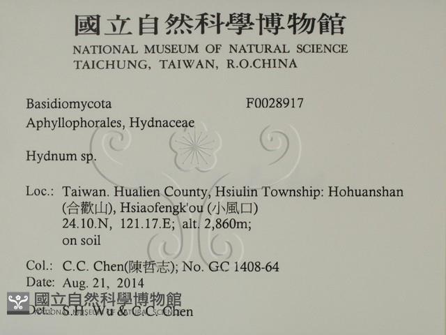 齒菌屬藏品圖，第2張