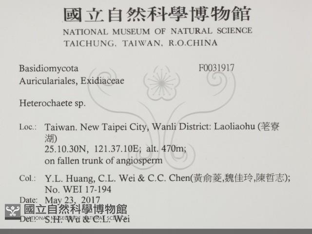 刺皮菌屬藏品圖，第2張