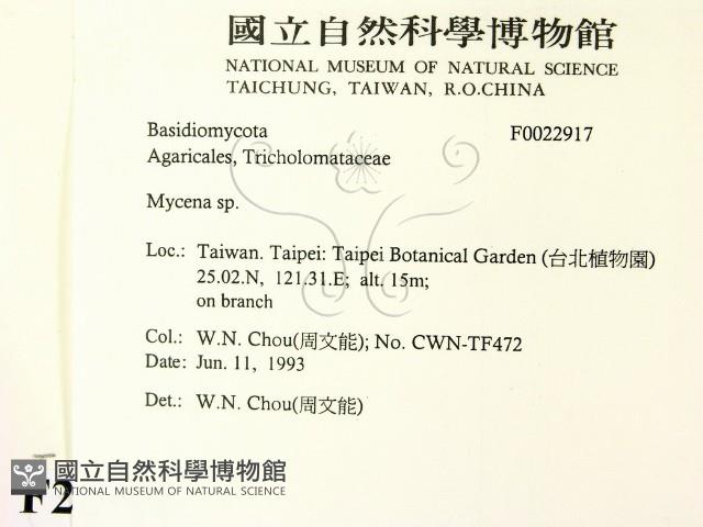 小菇屬藏品圖，第2張
