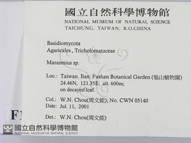 小皮傘屬藏品圖，第2張