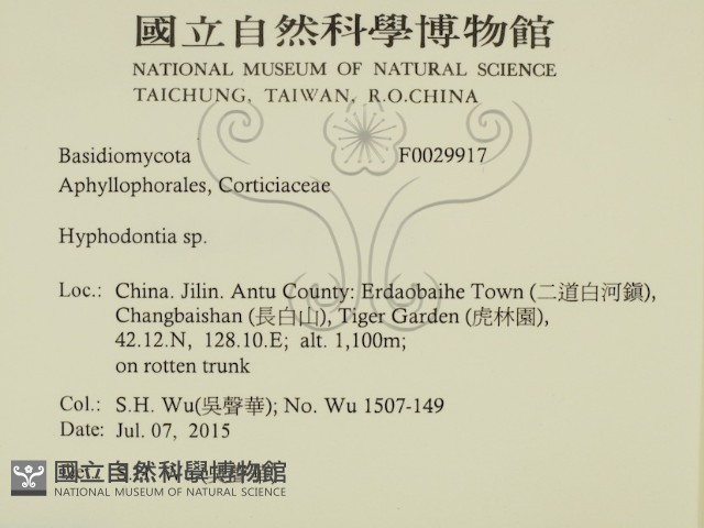 絲齒菌屬藏品圖，第2張