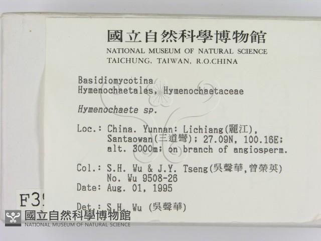 刺革菌屬藏品圖，第2張