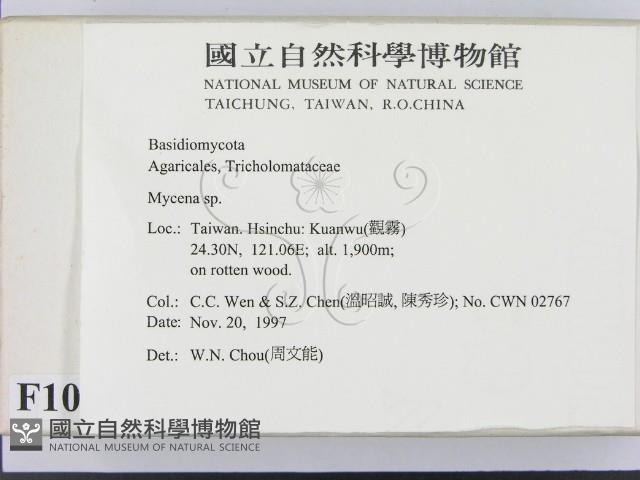 小菇屬藏品圖，第2張