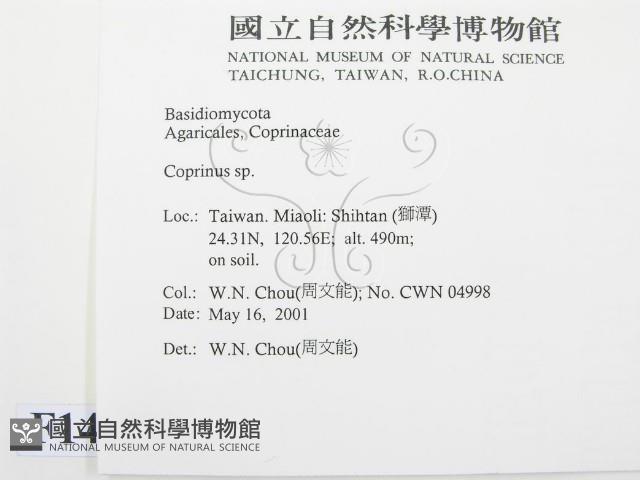 鬼傘屬藏品圖，第2張