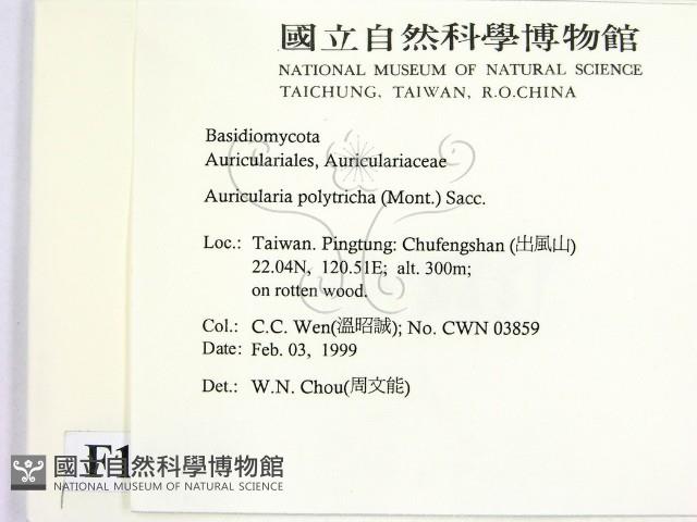 毛木耳藏品圖，第2張