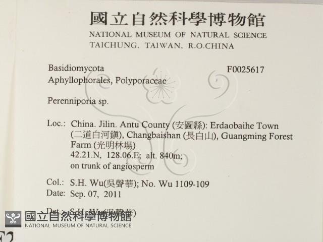 多年臥孔菌屬藏品圖，第2張