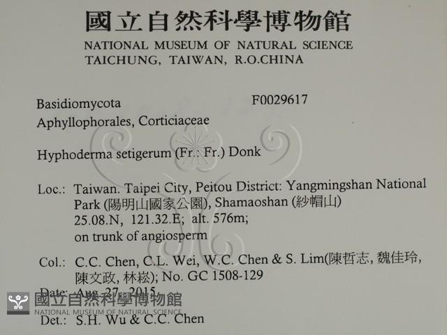 剛毛絲皮菌藏品圖，第2張