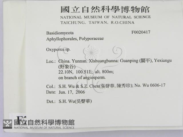 銳孔菌屬藏品圖，第2張