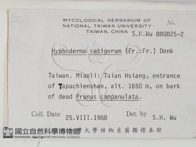 剛毛絲皮菌藏品圖，第2張