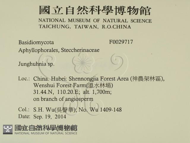 容氏菌屬藏品圖，第2張