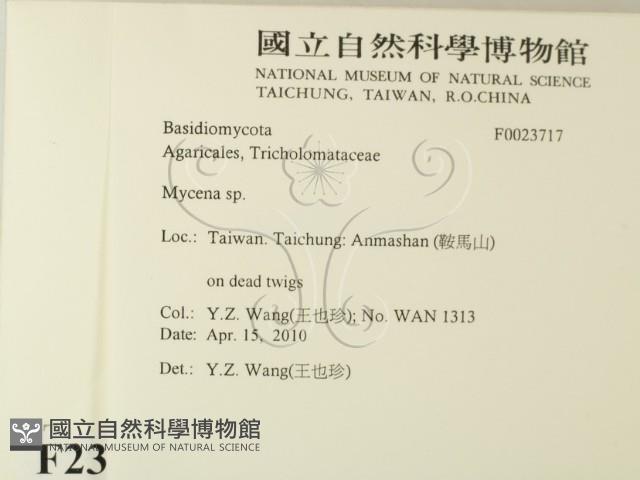 小菇屬藏品圖，第2張