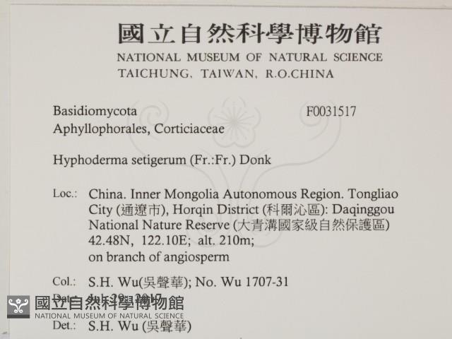 剛毛絲皮菌藏品圖，第2張