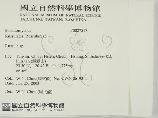 紅菇屬藏品圖，第2張