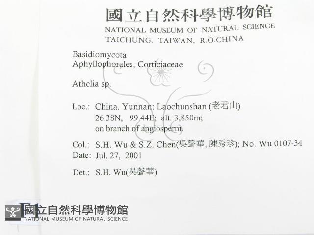 阿太菌屬藏品圖，第2張