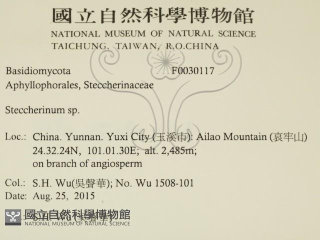 齒耳菌屬藏品圖，第2張