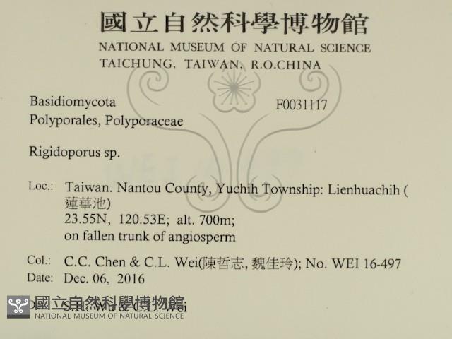 硬孔菌屬藏品圖，第2張