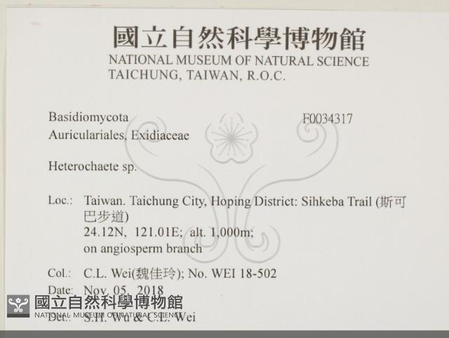 刺皮菌屬藏品圖，第2張