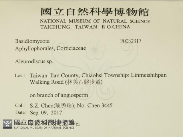 盤革菌屬藏品圖，第2張