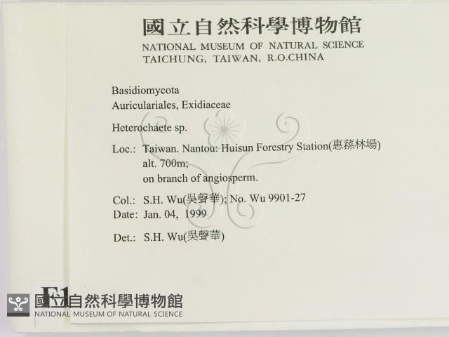 刺皮菌屬藏品圖，第2張