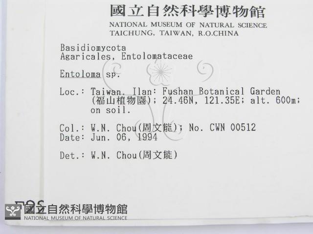 粉褶菌屬藏品圖，第2張