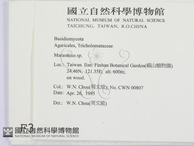 小皮傘屬藏品圖，第2張