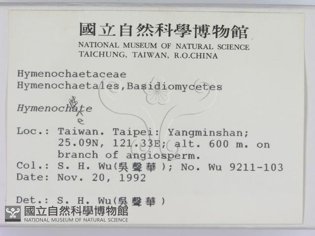 刺革菌屬藏品圖，第2張