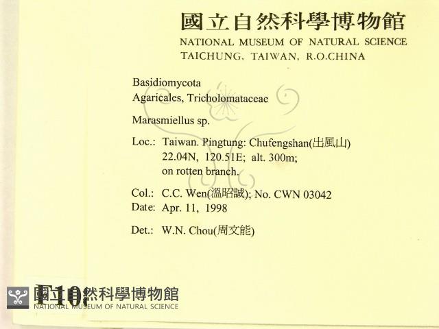 微皮傘屬藏品圖，第2張