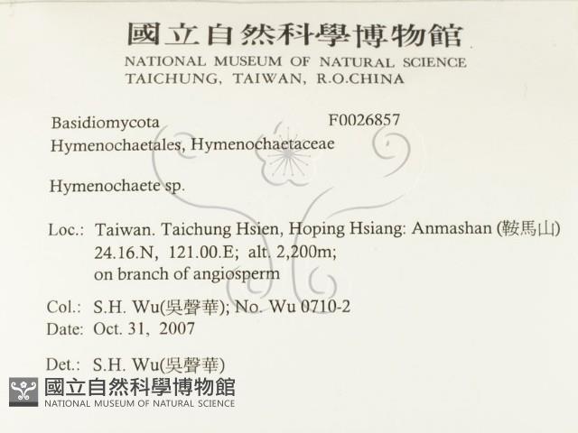 刺革菌屬藏品圖，第2張