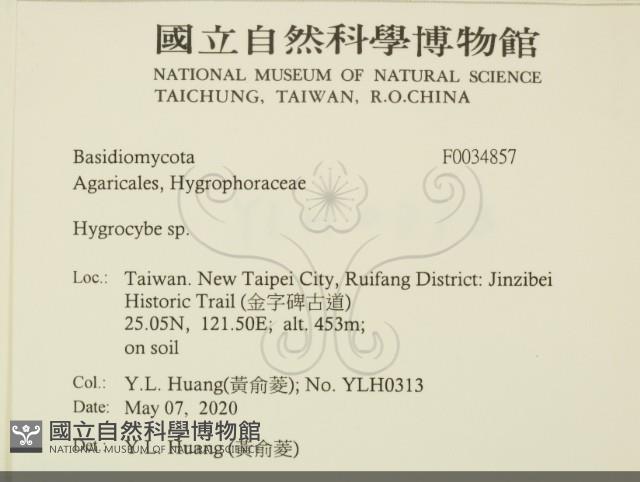 濕傘屬藏品圖，第2張