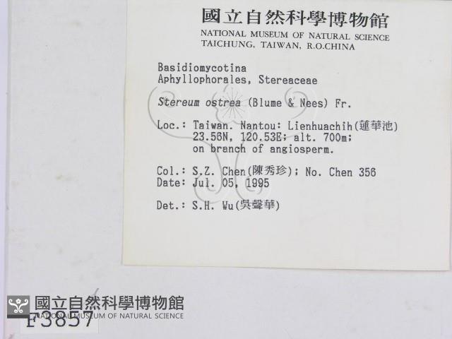 蠔韌革菌藏品圖，第2張