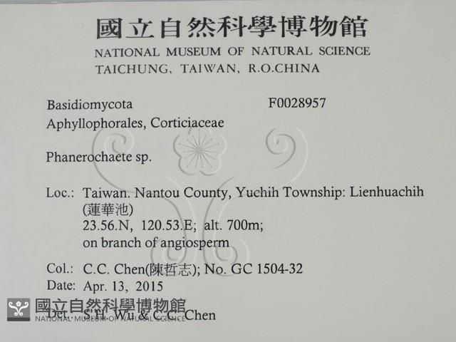 顯絲菌屬藏品圖，第2張