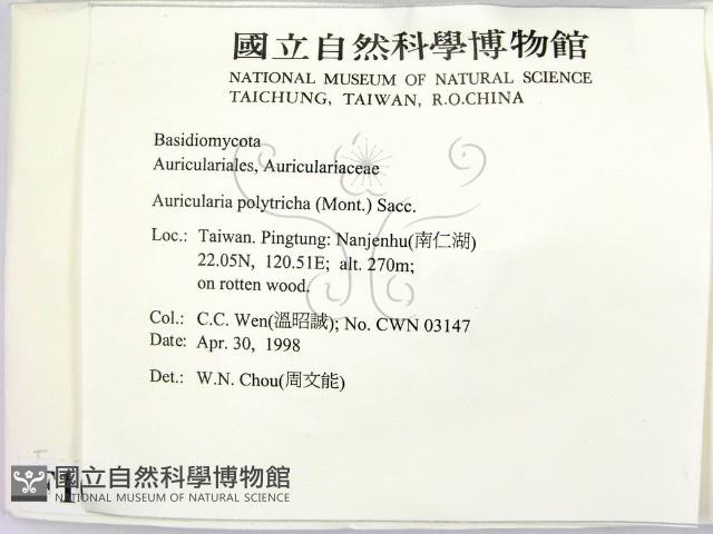 毛木耳藏品圖，第2張