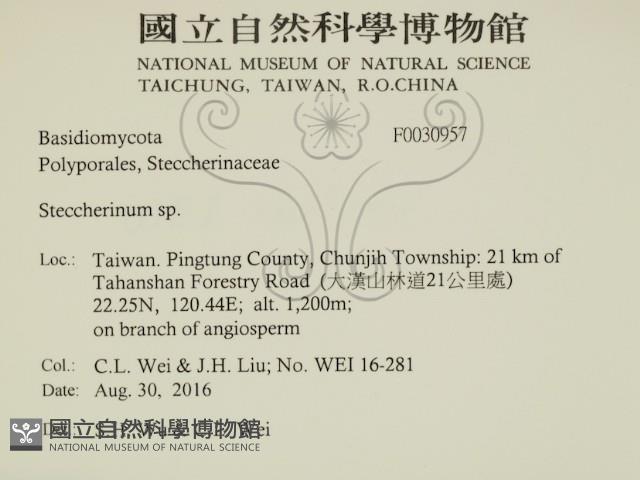 齒耳菌屬藏品圖，第2張