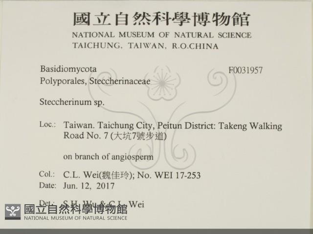 齒耳菌屬藏品圖，第2張