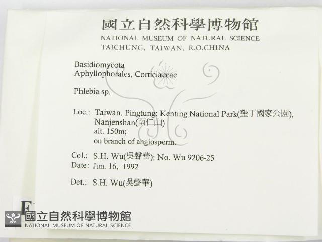 射脈菌屬藏品圖，第2張