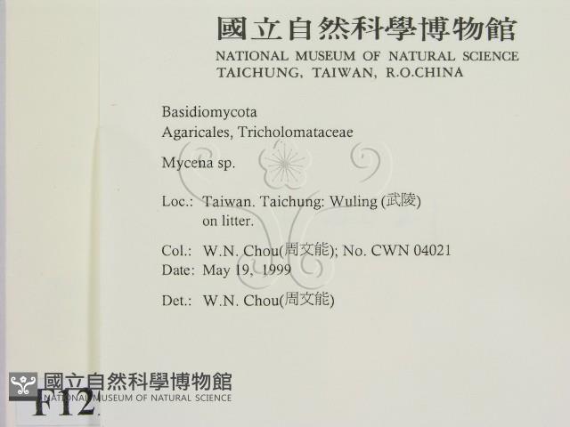 小菇屬藏品圖，第2張