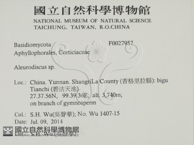 盤革菌屬藏品圖，第2張