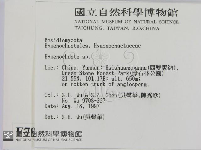 刺革菌屬藏品圖，第2張